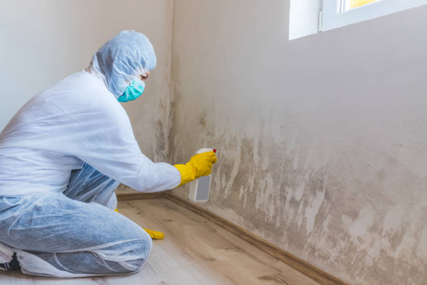 Licensed Mold Remediation service in Spring Branch, TX - 24 Hour Mold Removal